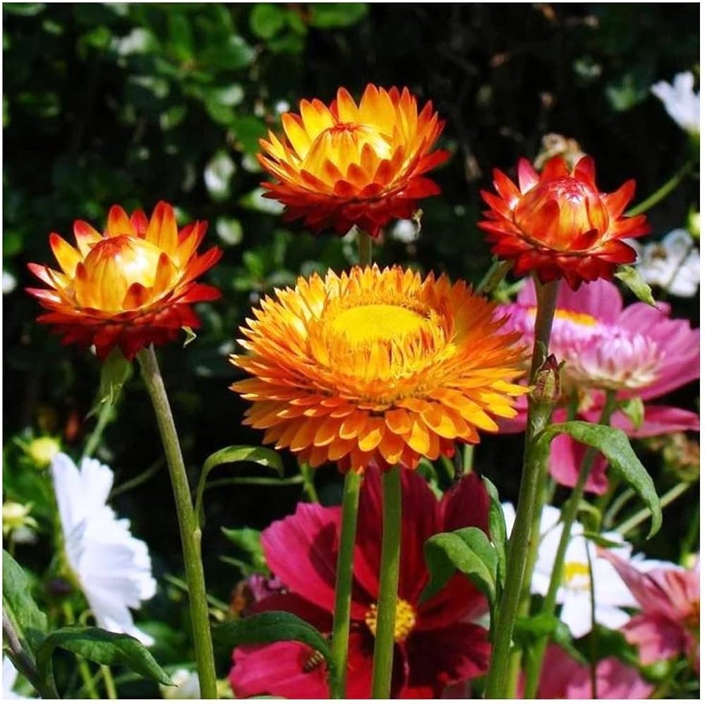 heirloom non flower seeds