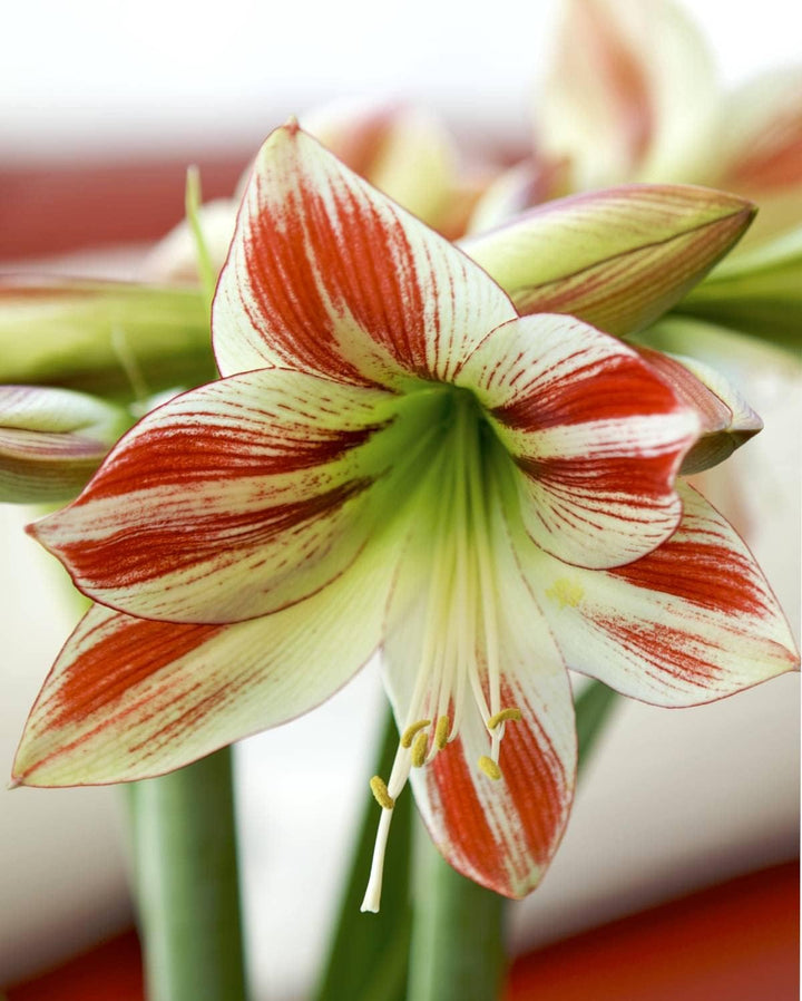 Flower Seeds, Seeds for Planting, Plant Seeds
