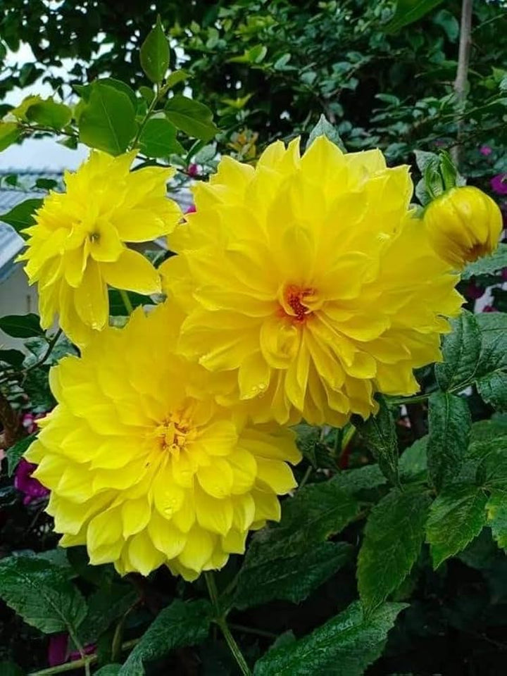 Dahlia Flower Seeds for Planting, Yellow, 100 pcs