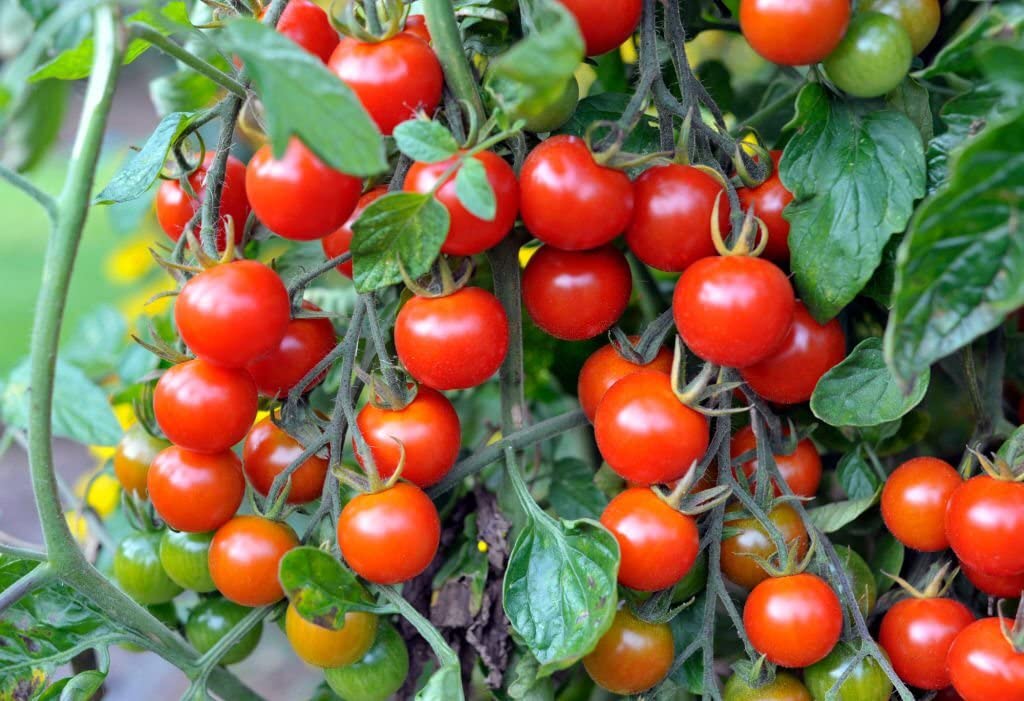 organic sweet flower seeds