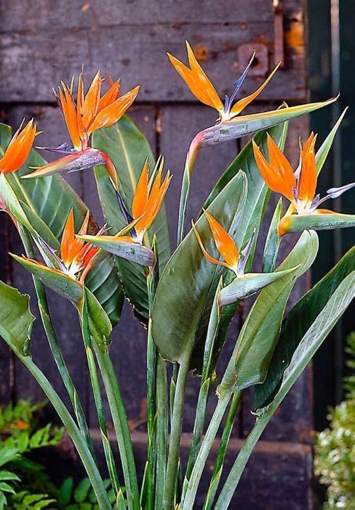 orange strelitzia flower seeds