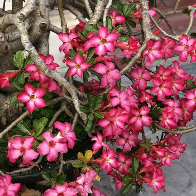adenium desert flower seeds