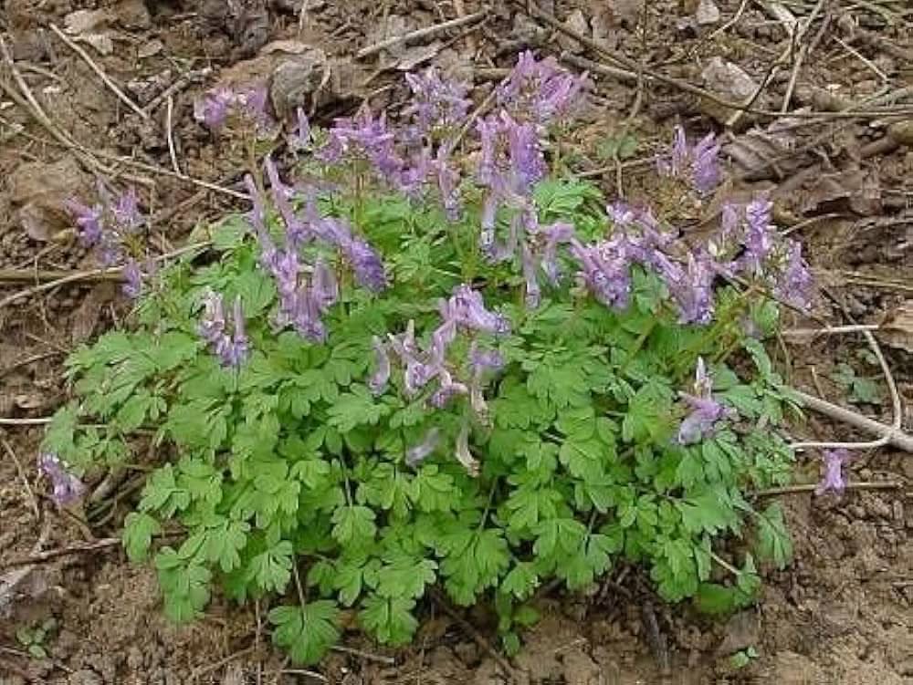 corydalis solida flower seeds