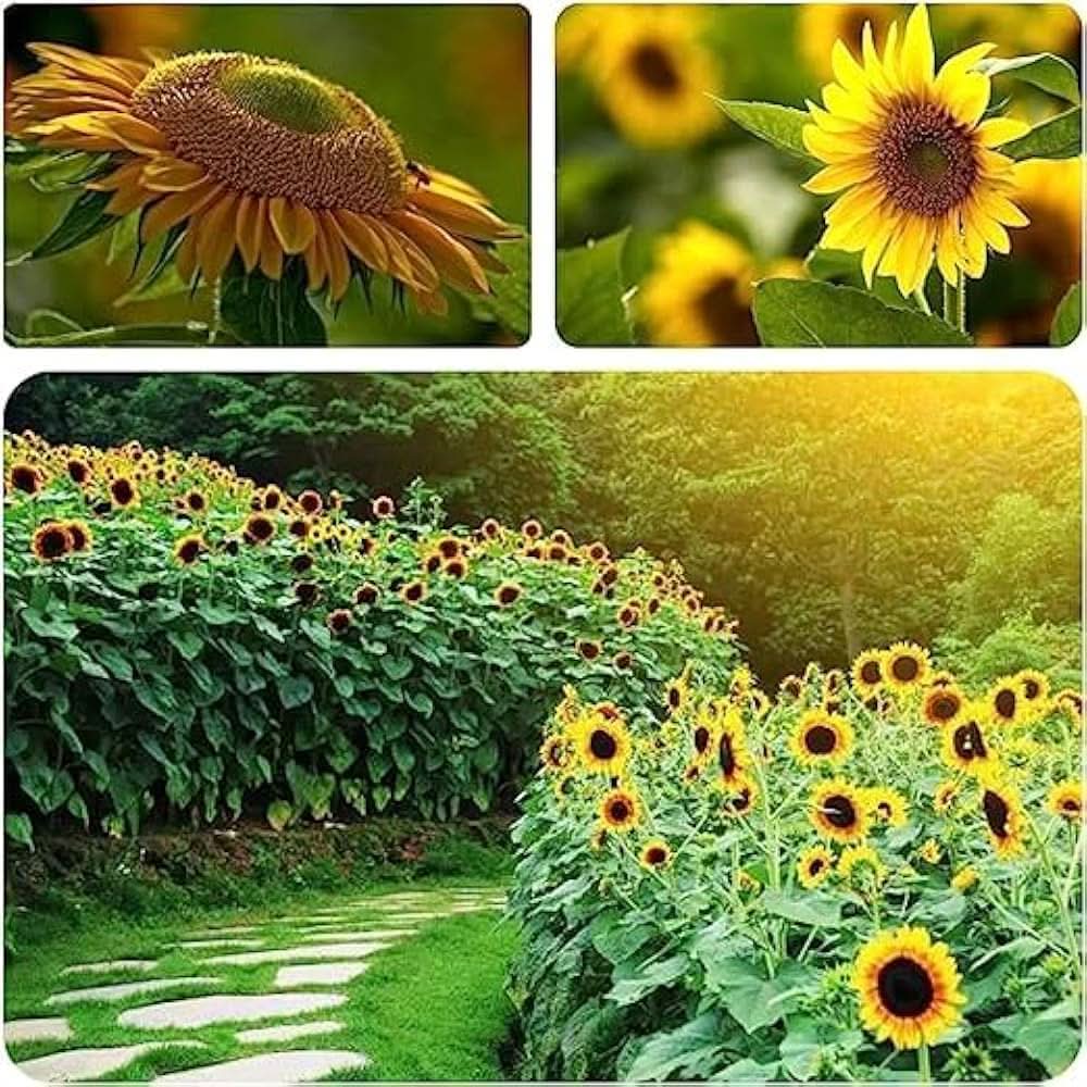 maximillian sunflower flower seeds