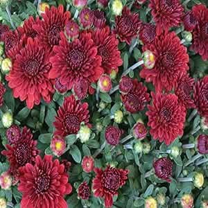 ground cover flower seeds