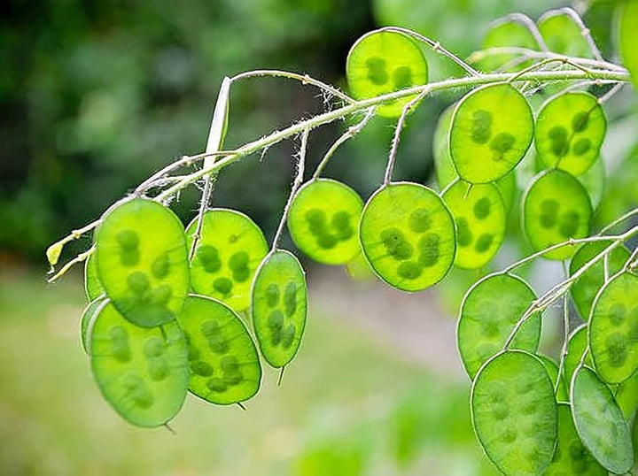 Lunaria Plant Seeds for Planting - 100 pcs