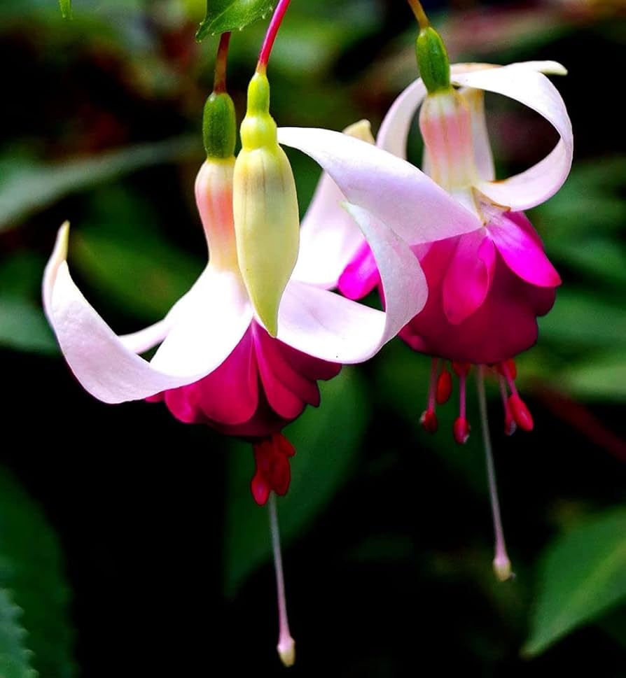 Fuchsia Blomsterfrø til Plantning Lilla Hvid 100 stk