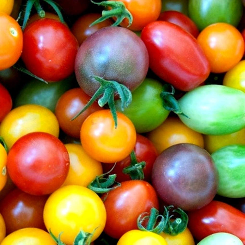 Heirloom Rainbow Cherry Tomato Seeds for Planting | Non-GMO, High Germination Organic Garden Seeds