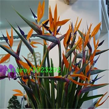 Flower Seeds, Seeds for Planting, Plant Seeds