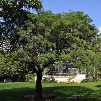 Flower Seeds, Seeds for Planting, Plant Seeds