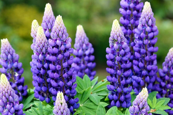 Lupine Flower Seeds for Planting, Purple, 100 pcs