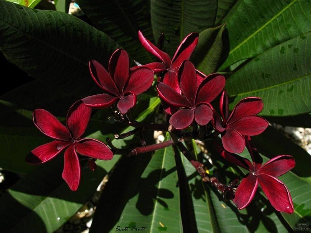 Heirloom Non-GMO Maroon Frangipani Flower Seeds for Planting – Exotic Fragrant Blooms Organic Garden Seeds