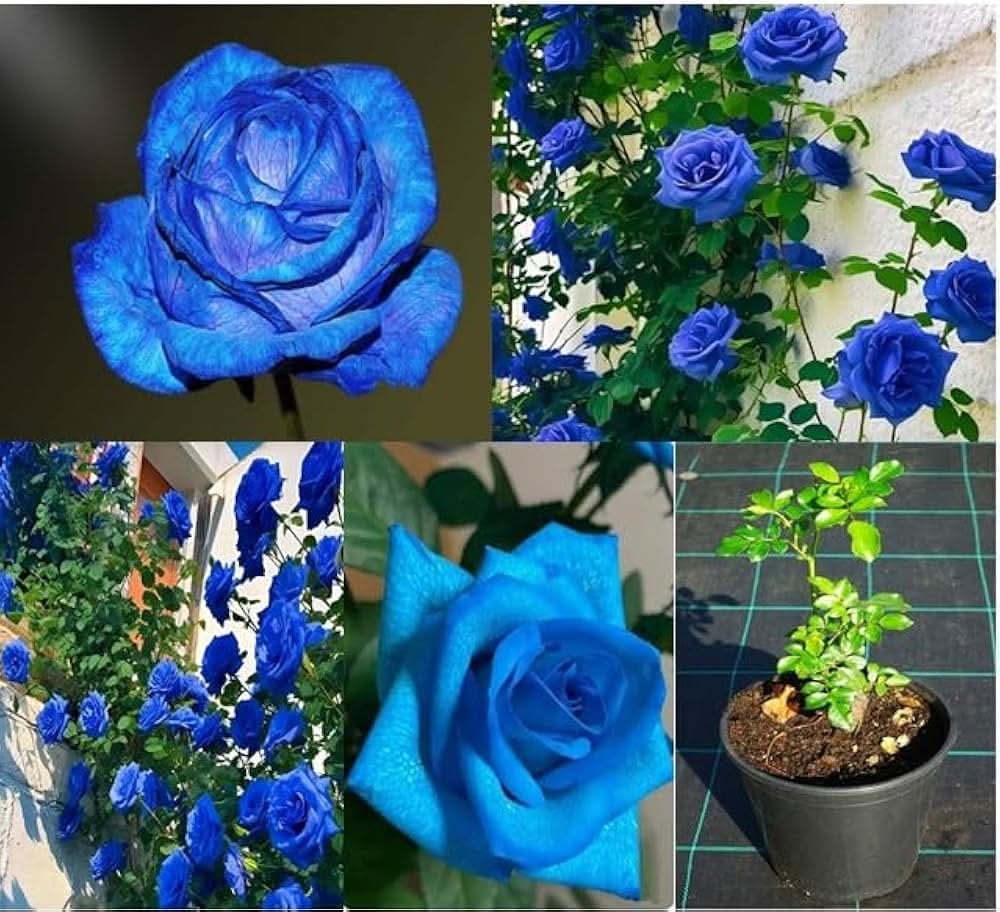 blue reach flower seeds