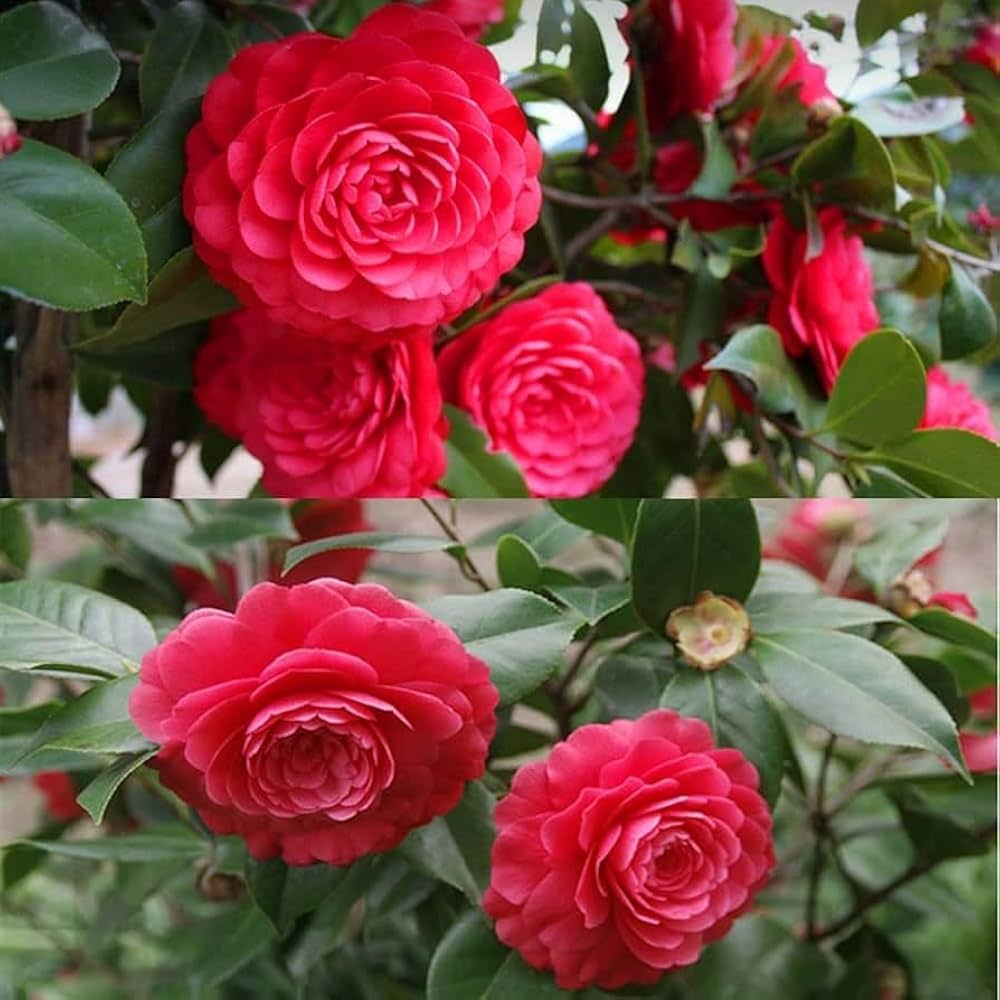 mixed color flower seeds