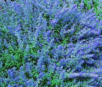 blue heirloom flower seeds