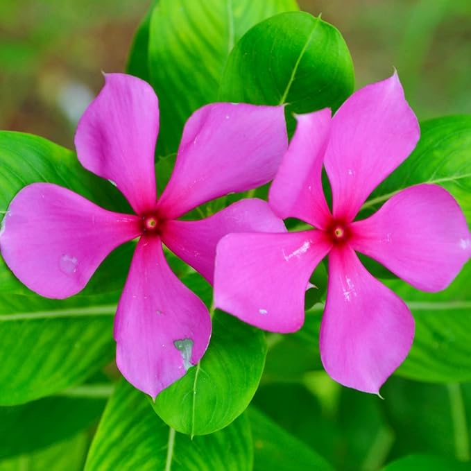 Organic Heirloom Non-GMO Vinca Seeds for Planting – Fresh Vibrant Garden Blooms