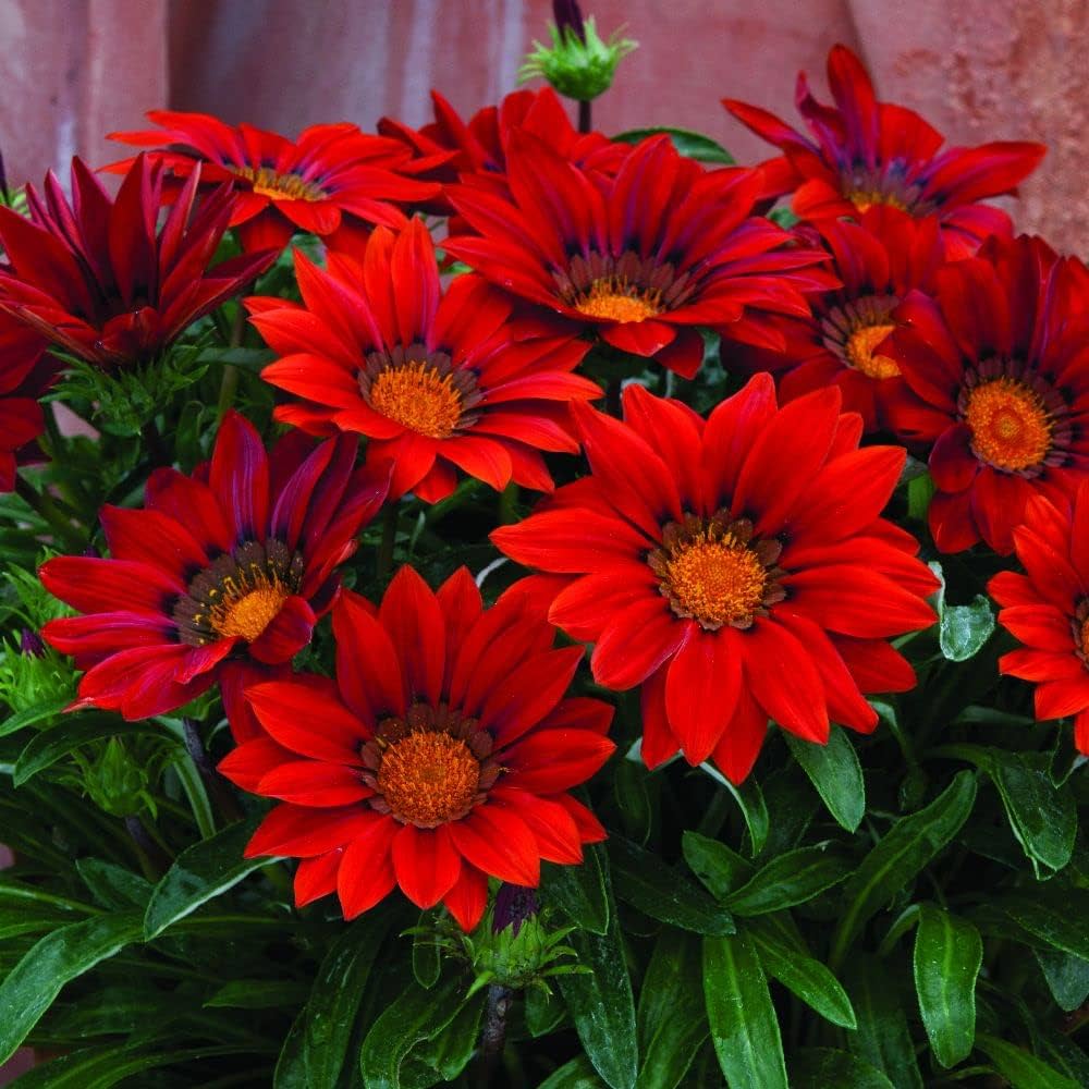 gazania rigens flower seeds
