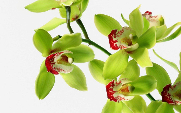 Green Red Dendrobium Flower Seeds for Planting - 100 pcs