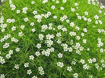 white sagina flower seeds