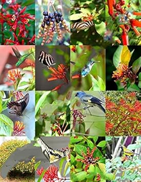 mixed hamelia flower seeds