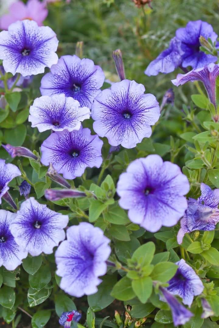 blue petunia flower seeds