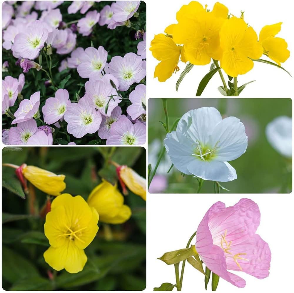 Blandede Oenothera Biennis blomsterfrø til udplantning - 100 stk