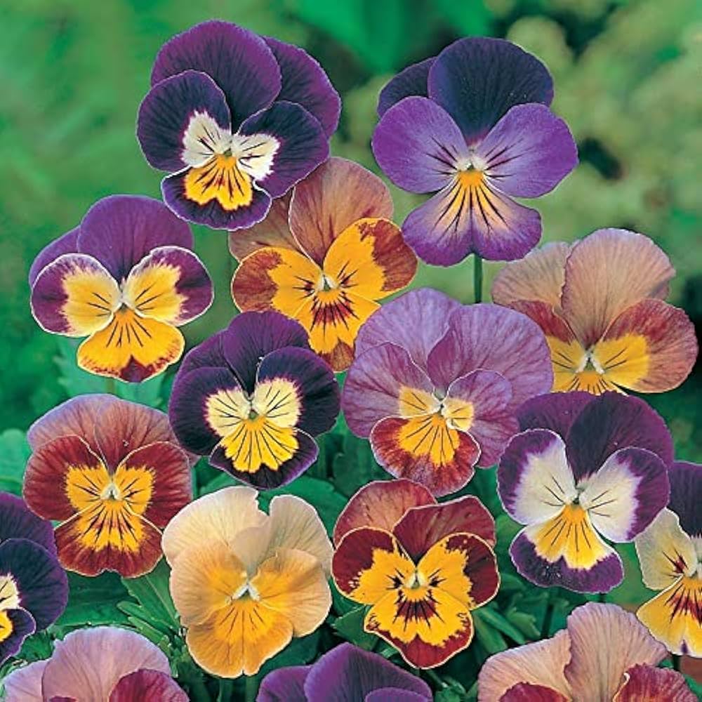 viola philippica flower seeds
