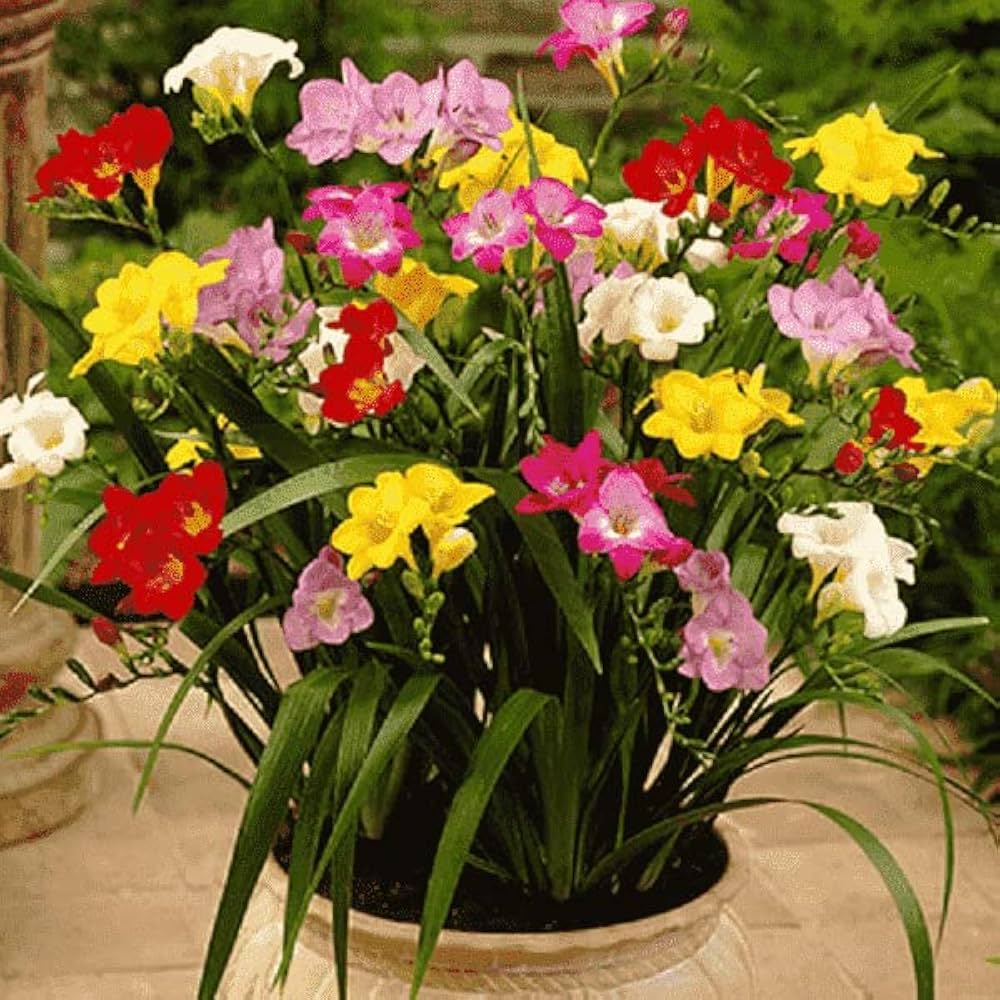 freesia mixed flower seeds