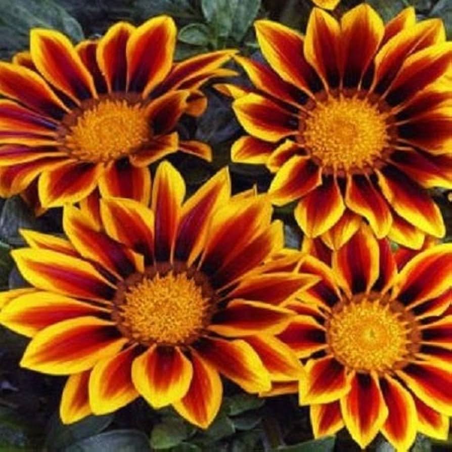 golden gazania flower seeds