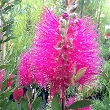 pink bottle flower seeds