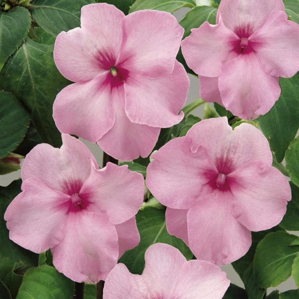 pink impatiens flower seeds