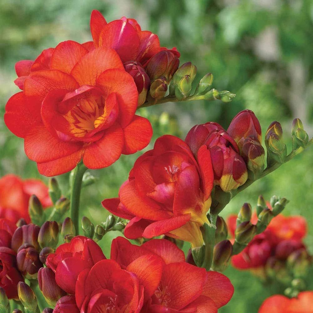 Freesia Flower Seeds for Planting Red 100 pcs