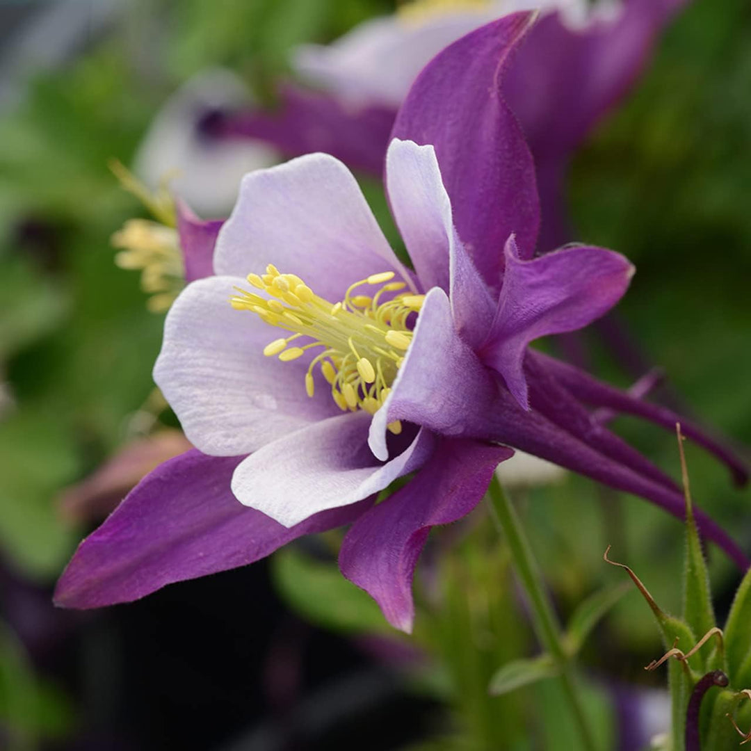 aquilegia plant flower seeds