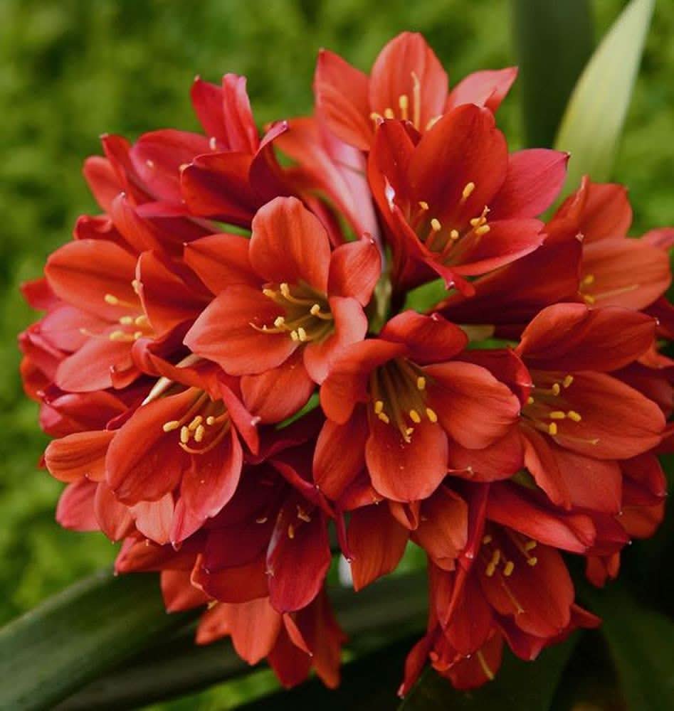 klivia clivia flower seeds