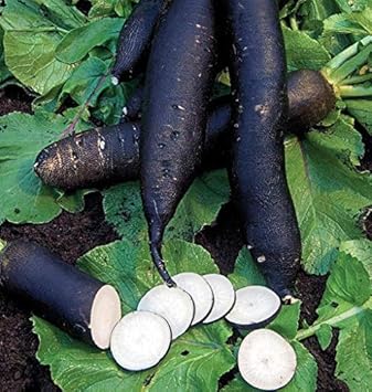 Heirloom Non-GMO Black Radish Seeds for Planting