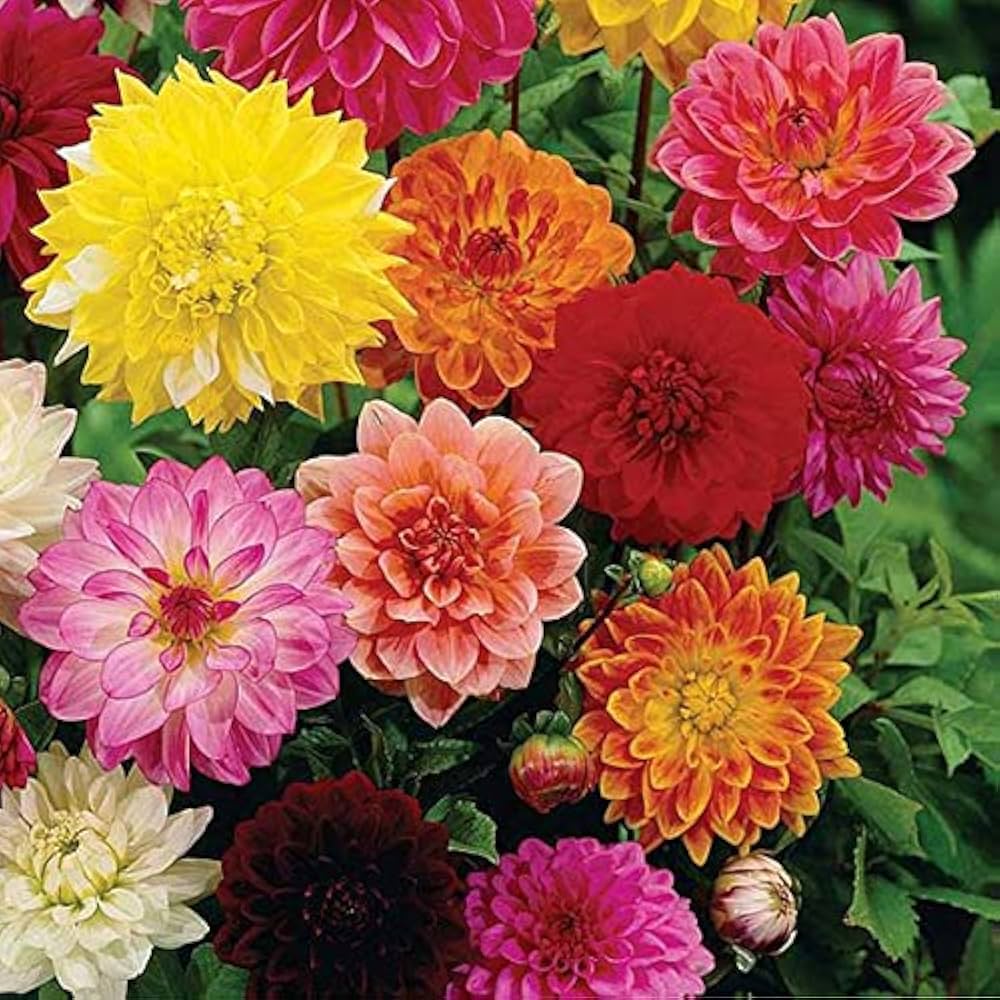 Dahlia Opera Mix Flower Seeds for Planting – Heirloom, Non-GMO Organic Garden Seeds with High Germination