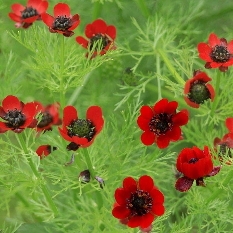 adonis for flower seeds