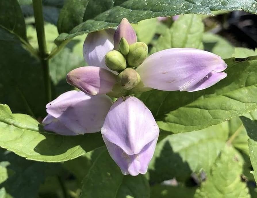 turtlehead for flower seeds