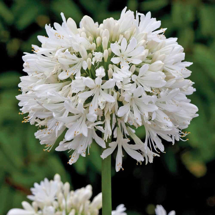 Agapanthus blomsterfrø til udplantning, 100 stk