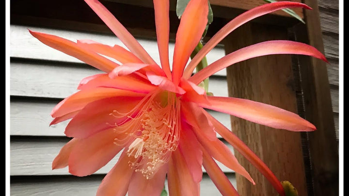 Flower Seeds, Seeds for Planting, Plant Seeds