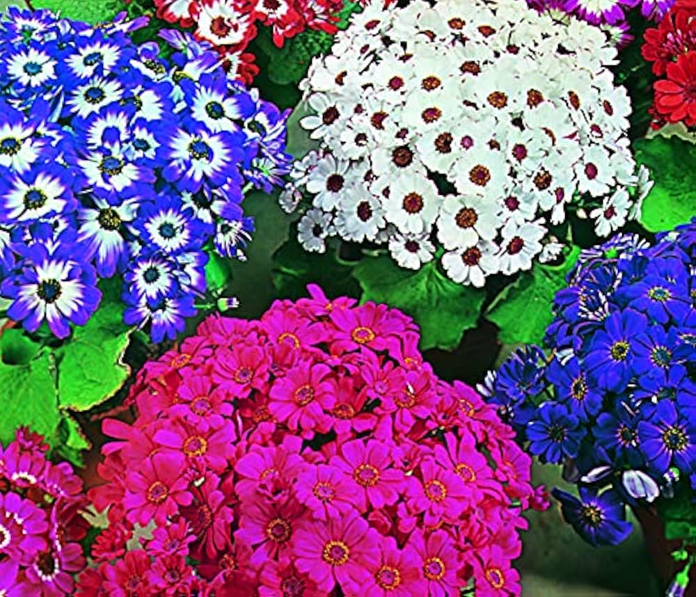 pink violet flower seeds