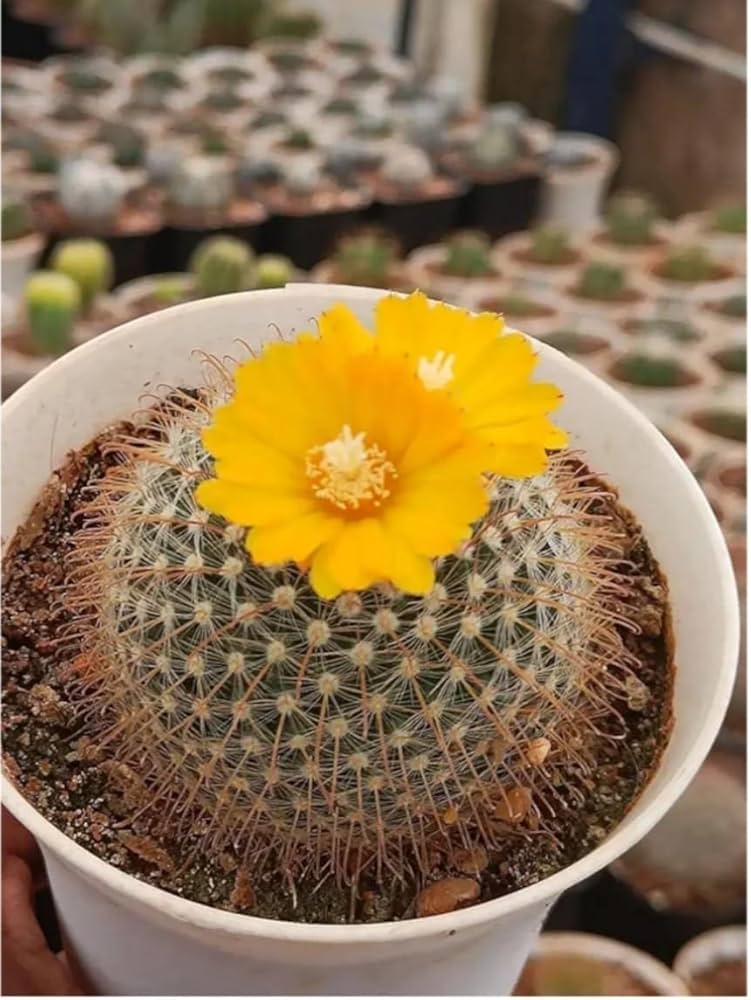 flowering cactus flower seeds