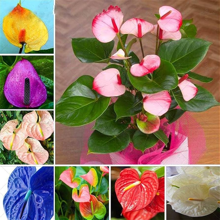 Anthurium flerfarvede blomsterfrø til plantning 100 stk