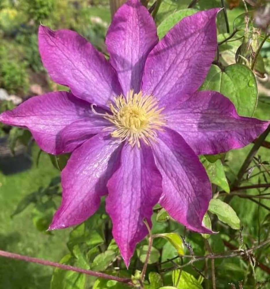 Pink Violet Clematis Blomsterfrø til udplantning 100 stk