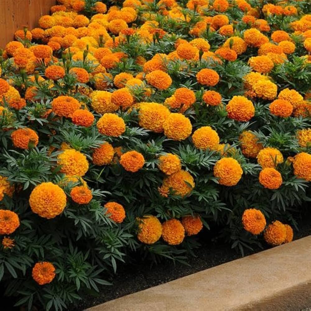 hohe gelb flower seeds