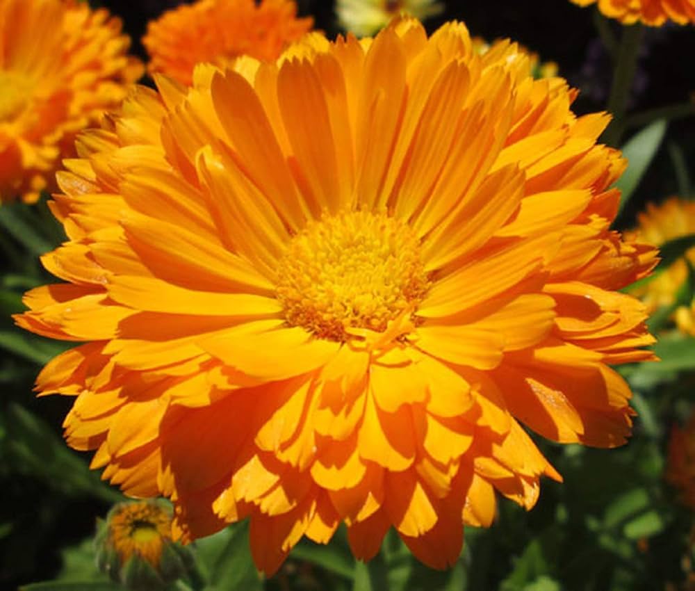 orange calendula flower seeds