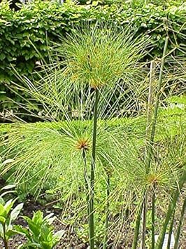 heirloom papyrus flower seeds
