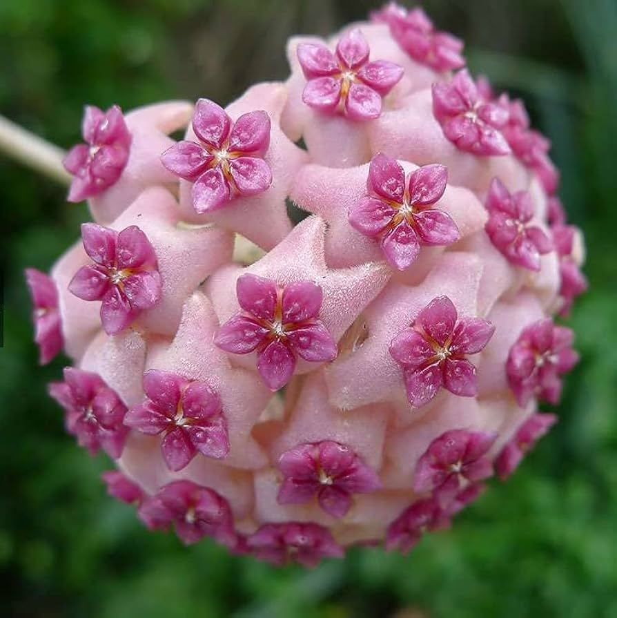 Violet Hoya Flower Seeds – Heirloom Non-GMO Tropical Seeds for Planting
