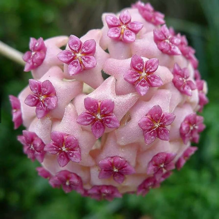Violet Hoya Flower Seeds – Heirloom Non-GMO Tropical Seeds for Planting