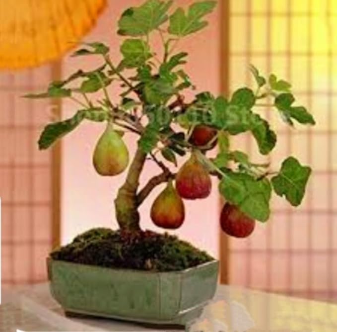 Fig Tree Seeds Black Sweet Fruit Shrub Bonsai for Growing Sweet, Mediterranean Figs, Heirloom Fig Seeds